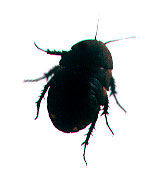 Eupolyphaga sinensís Eupolyphaga sinensís